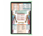 WhiteCoat Clipboard® - Mint Physical Therapy Edition